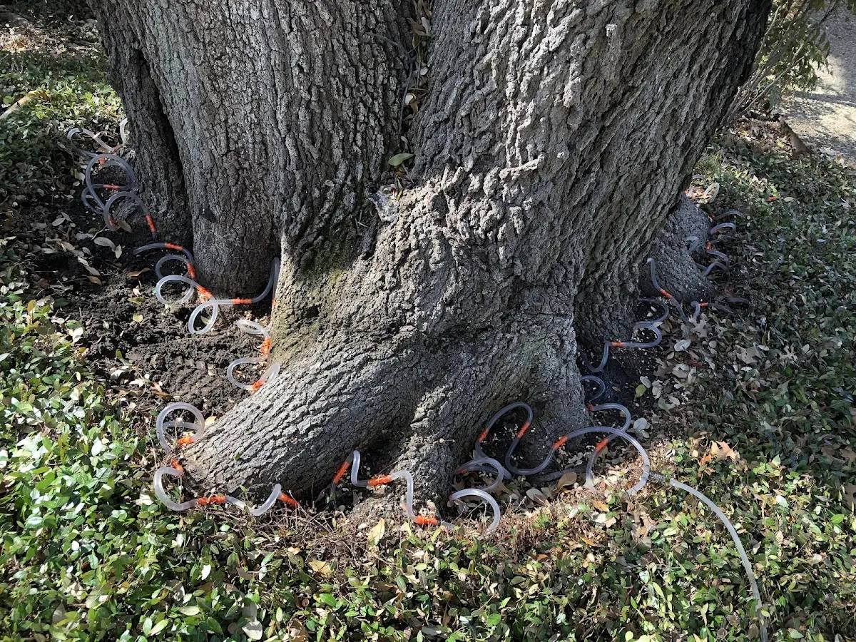 Detailed Tree Cabling and Bracing job site in Miami Gardens
